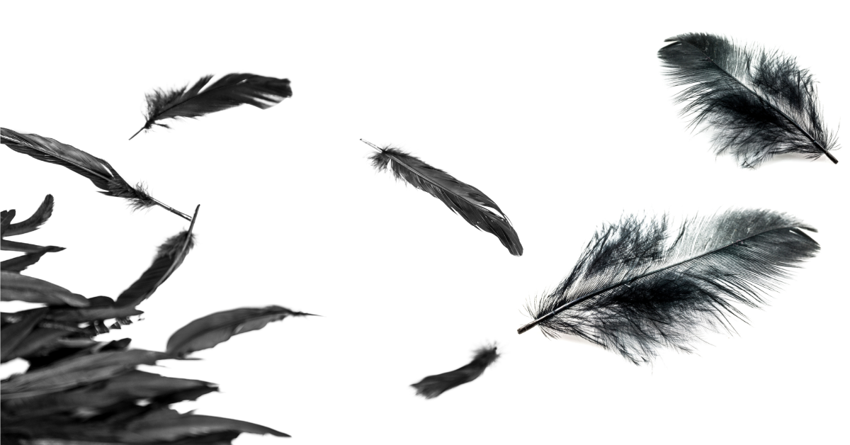 Finding Black Feather Meaning Spiritual & Biblical)