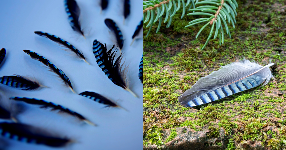 Finding a Blue Jay Feather Spiritual Meanings & Symbolism