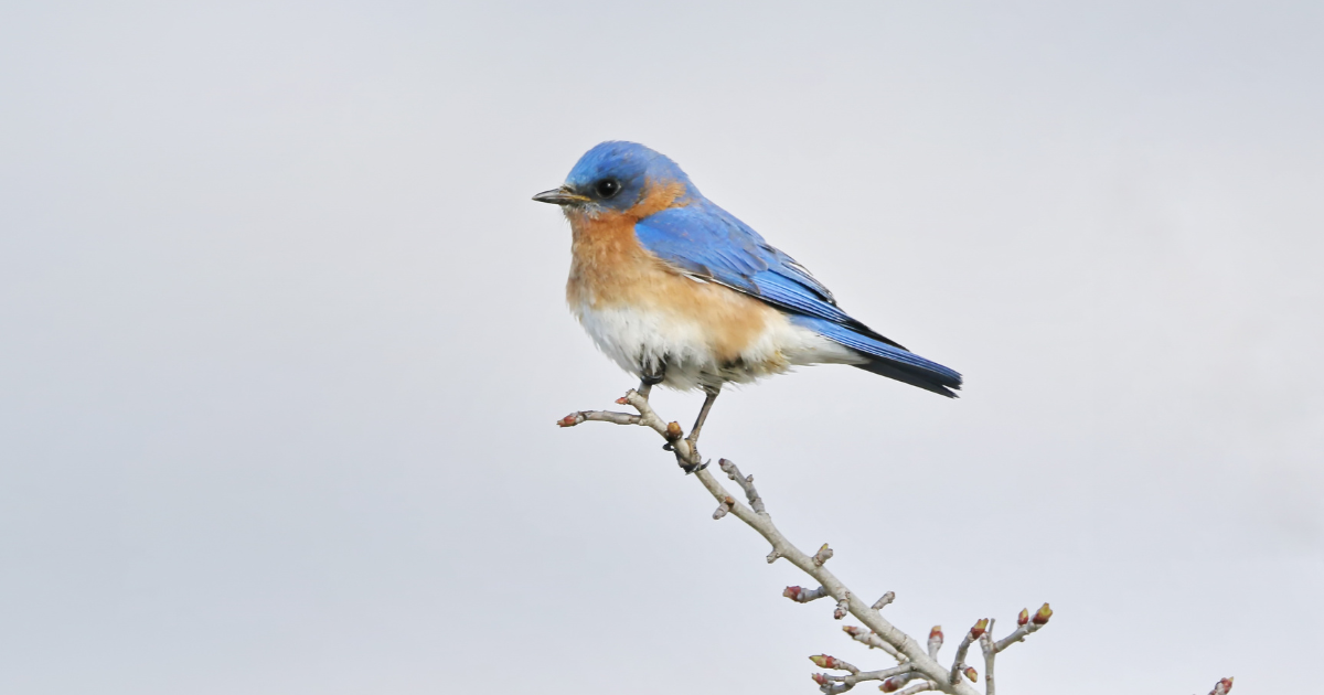 Bluebird Spiritual Meaning & Symbolism: Joy, Hope