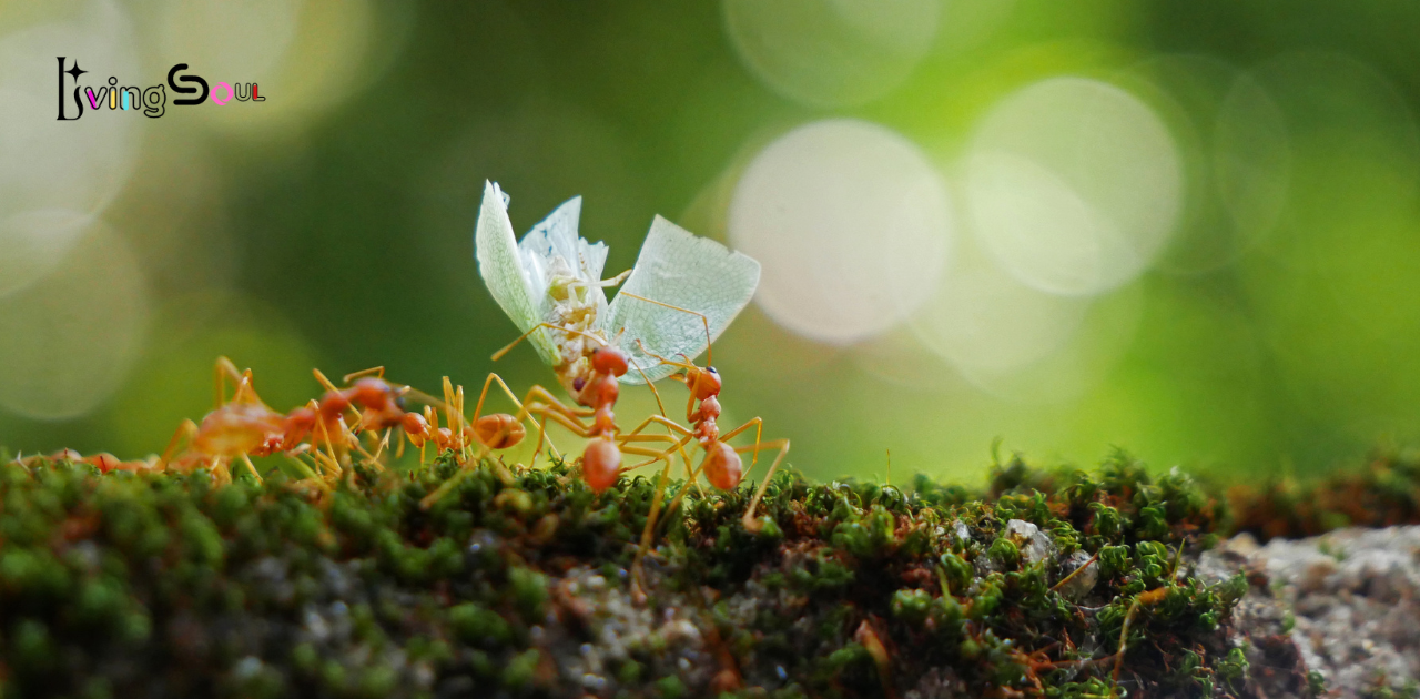 What is the spiritual meaning of dreaming about ants?