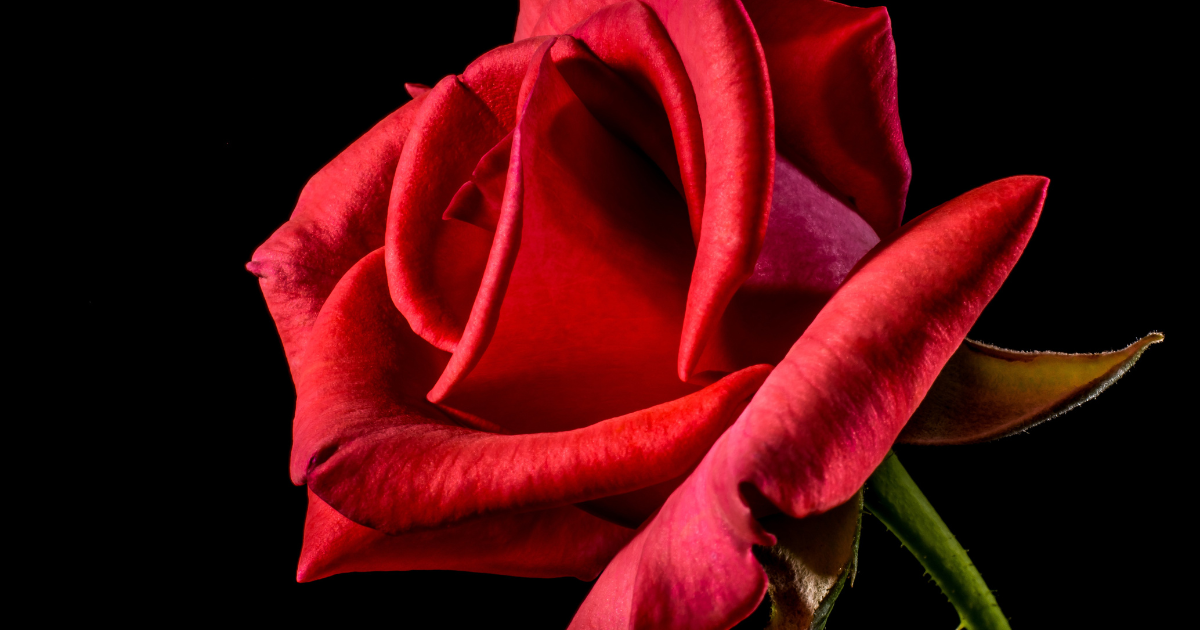 Rose Flower Spiritual Meanings, Symbolism, History & Mythology