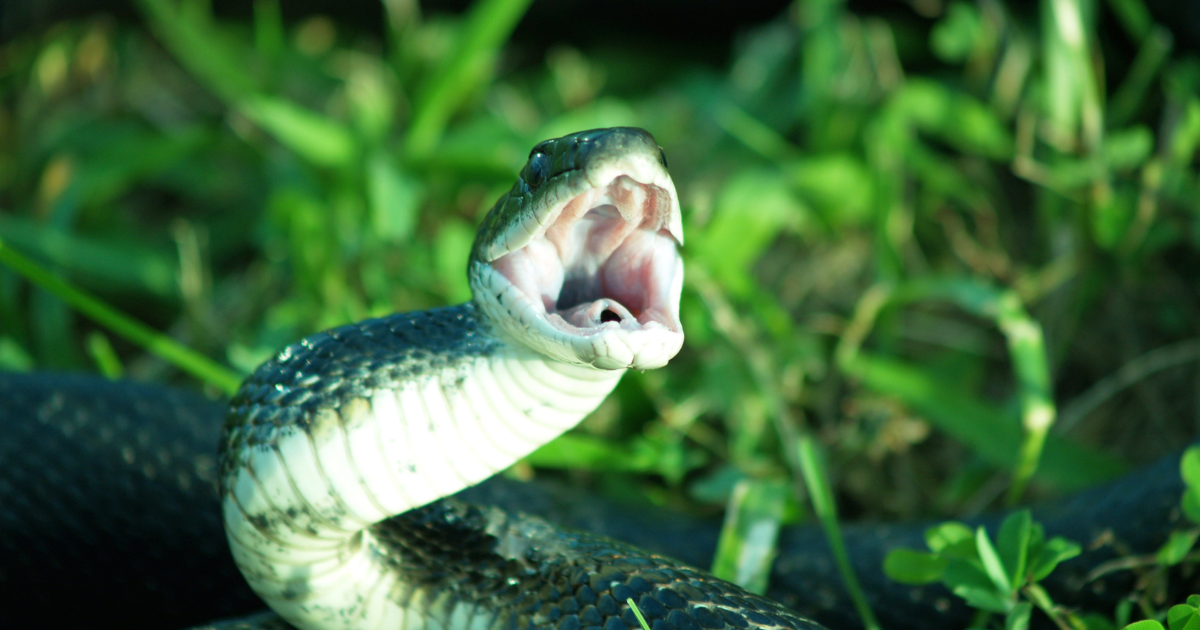 Spiritual Meanings of Snake Bite in Dream: Good or Bad?