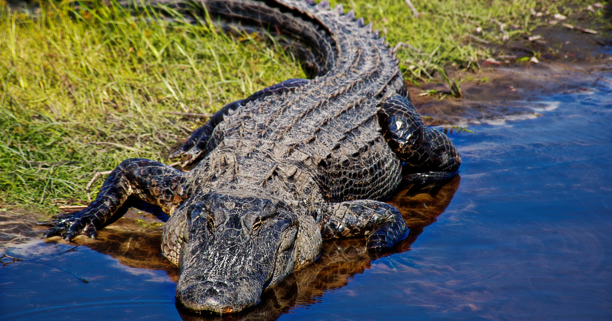 Spiritual Meanings of Alligators in Dream (Attack or Not!)