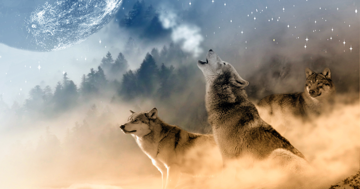 Biblical & Spiritual Meanings of Wolves in a Dream (Attacking!)