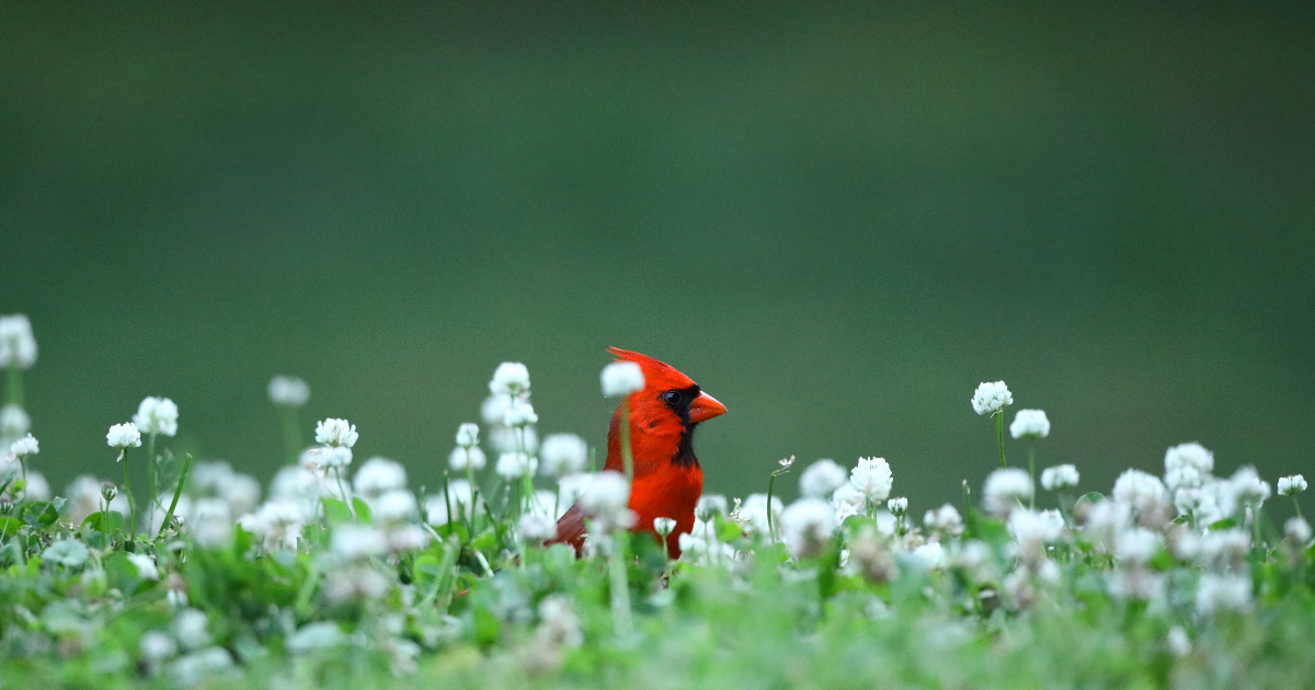 What is the Spiritual Meaning of a Red Cardinal? Divine!