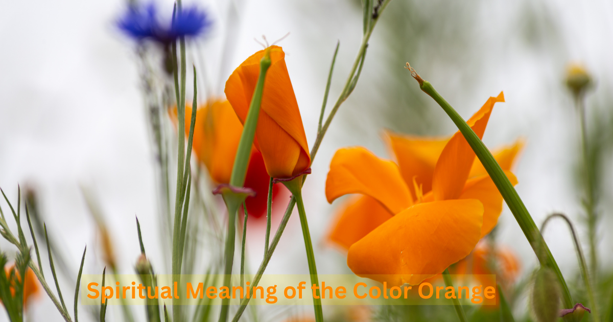 What is the Spiritual Meaning of the Color Orange?