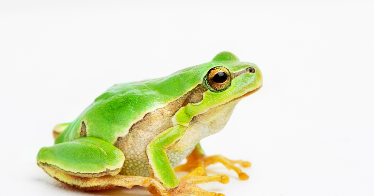 White Frog Spiritual Meaning: Prosperity, Rebirth!