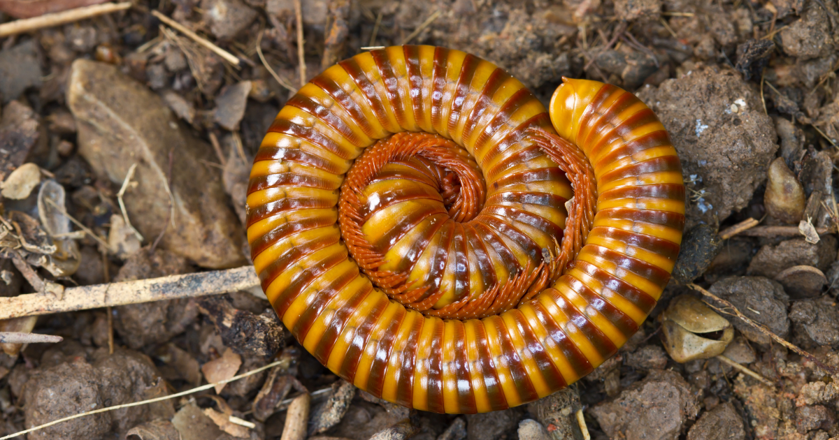 Exploring The Millipede Spiritual Meaning