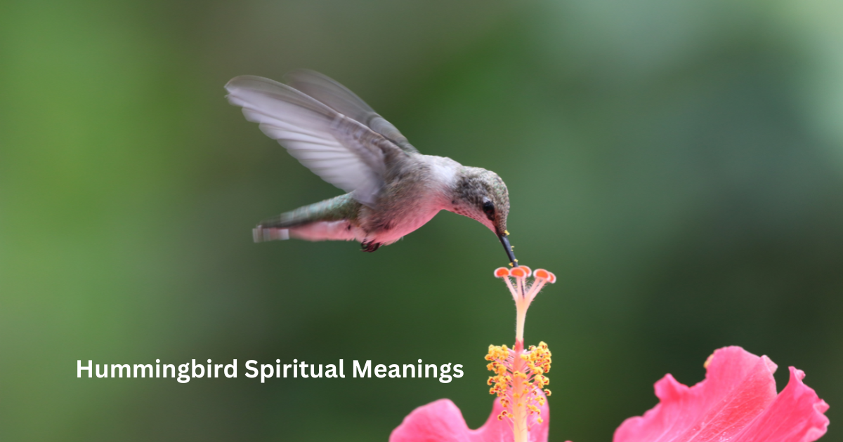 Seeing a Hummingbird Spiritual Meanings & Symbolism